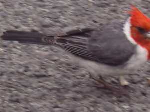 Red-headed Bird