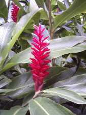 Rede Flower