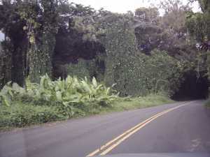 Pali Road
