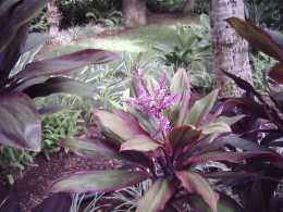 Purple/White Flower